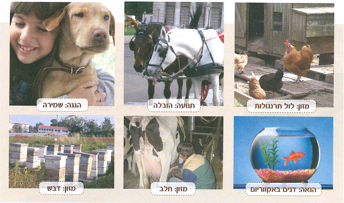 (בספר איור, היעזר במנחה)
